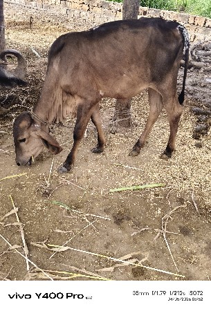 વાસડી આપવાની છૅ