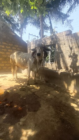 હોડકી આપવાની સે