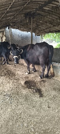 વેચવાની