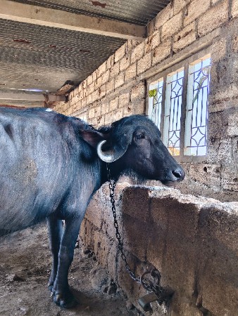 પાડી વેચવાની છે