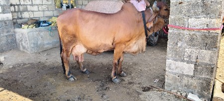 વેચવાની છે