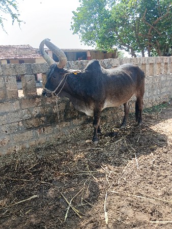 બળદ વહેંચવા નો છે