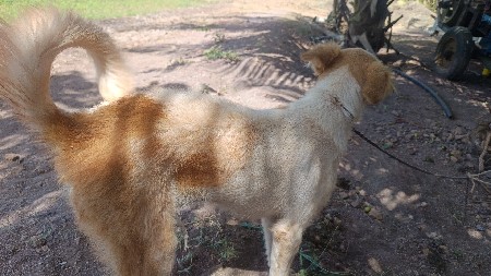 dog veshvano che