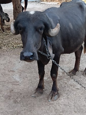 khadeli vesva ni se