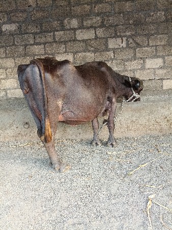 ભેંસ વેચવાની છે