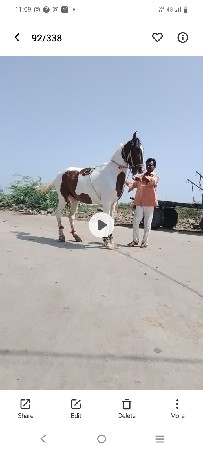ઘોળી વેચવાની છે