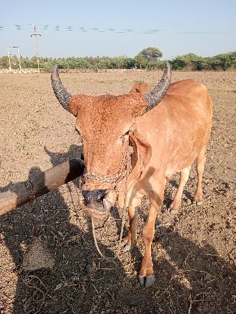 પેલી ધર નો વડિયારો