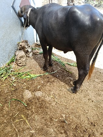 ખળેલી વેચવાની છે