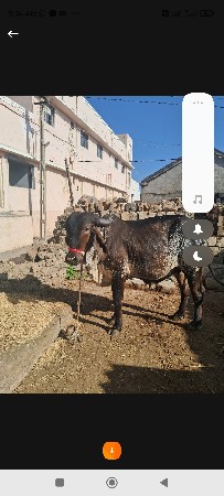 હૉટકી વૅસવાનીછૅ