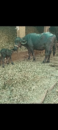 ભેંસ વેચવાની છે