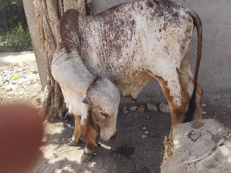 ગીર ખુટ આપવાનો છે