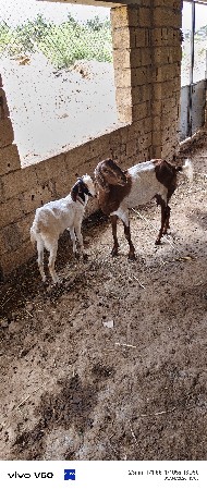 બકરી વેચવાની છે