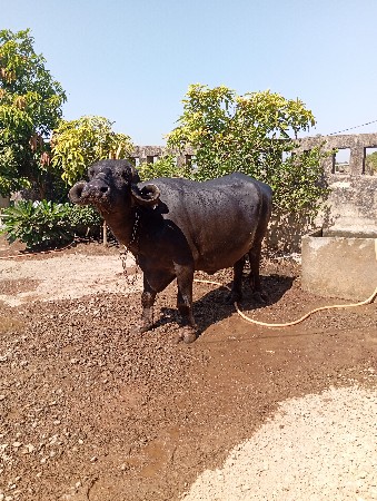 ભેંસ વેચવાની છે