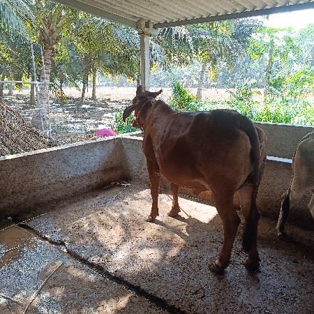 ગાય બે પેશવાની છે