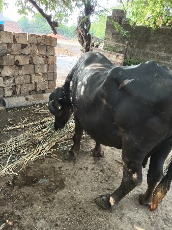 ભેંસ વેચવાની છે