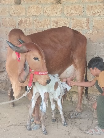 ગાય વેચવાની છે