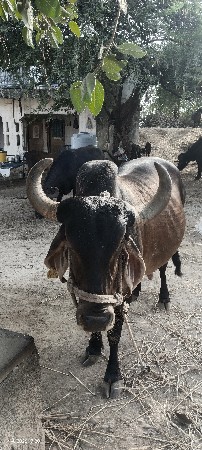 ગાય વેચવાની છે