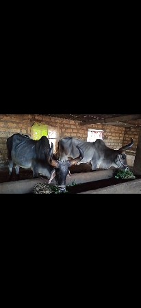 દઈ દેવાના છે