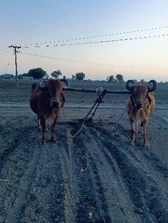 બળદ વેચવાના છે