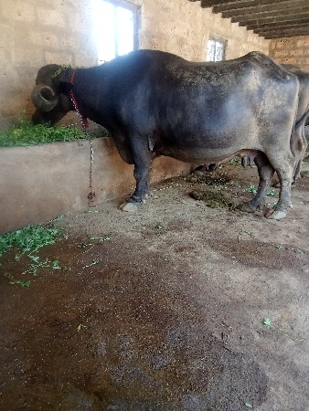 ભેંસ વેચવાની છે