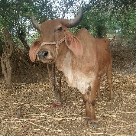 ગાય વેસવી