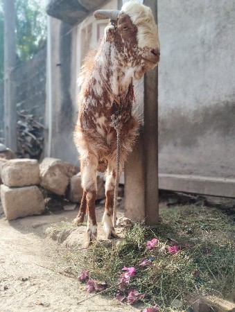 બકરો વેચવાનો છે