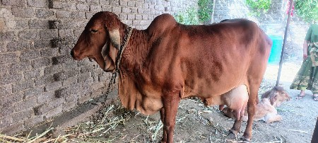 ગાય