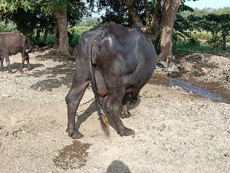 ભેંસ વેચવાની છે