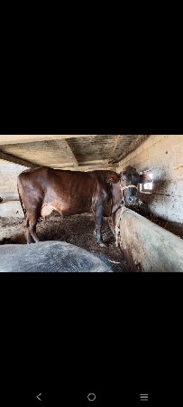 જરસી ગાય વેચવાની છે
