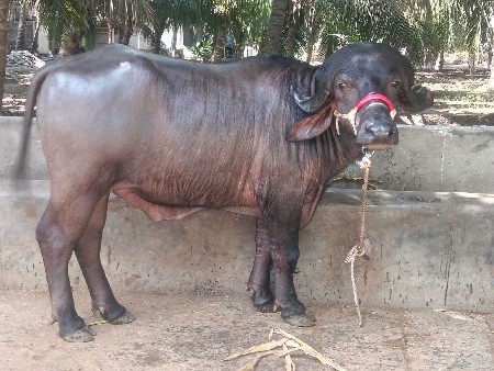 vechavanu chhe