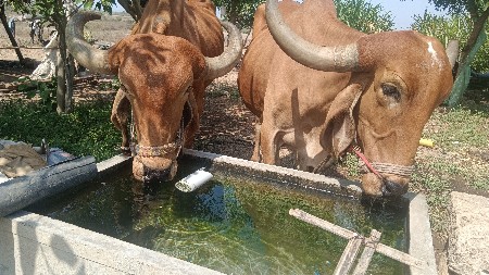 બળદ વેચવા ના છે
સાવ સોજા સે
