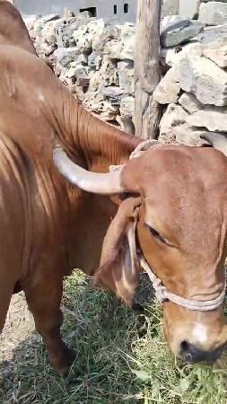 વેચવાની છે ગીર ગાય