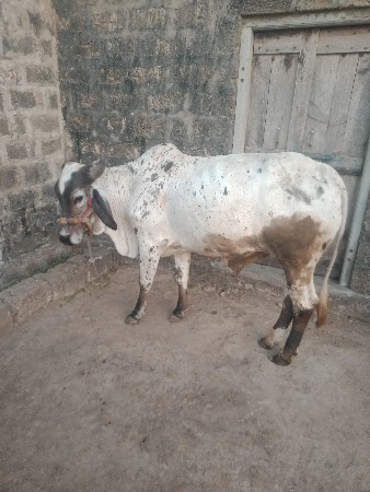 સદાતે હાથી ગાડી ચાલુ