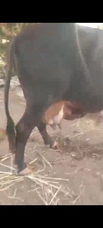 jarsi gay vechavani se