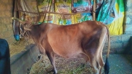 જર્સી ગાય વેસવાની સે
