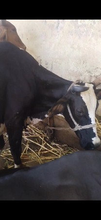 બાવલી કુઢી