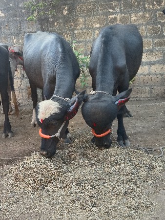 વંથલી તાલુકો જીલ્લો જુનાગઢ