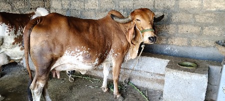 GLDB પુસ્કર ની હોડકી છે