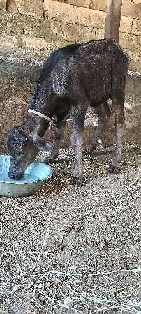 પાડી વેચવા ની છે