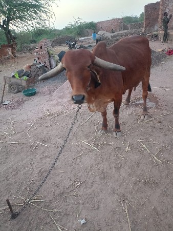 વેચવાની છે