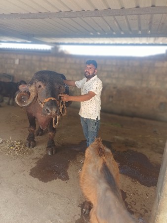 ભેંસ વેચવાની છે