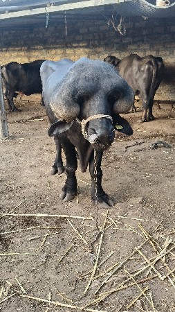 પાડો વેચવાનો છે
