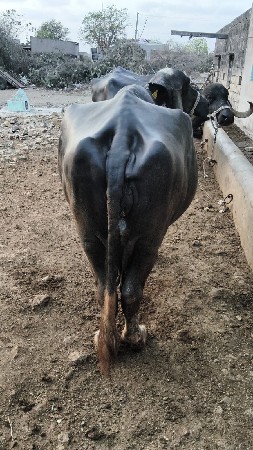 3 વેતર સે 4 4 લીટર દૂધ સે
