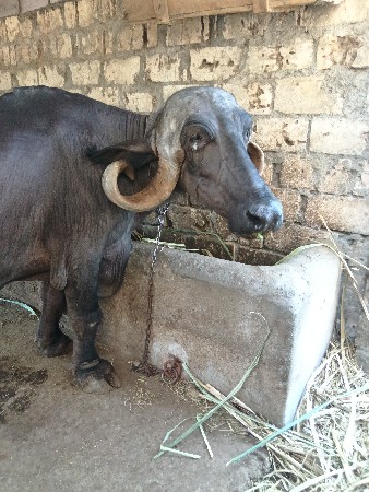 આ ભેંસ વેચવાની છે આઠ-આઠ લીટર દૂધ