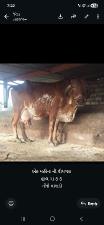 બે ગાય આપવાની શે