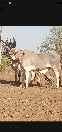 મોરલા બધી જવાબદારીથી વેચવાનાછે
