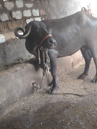 ભેંશ વેશવાનીછે