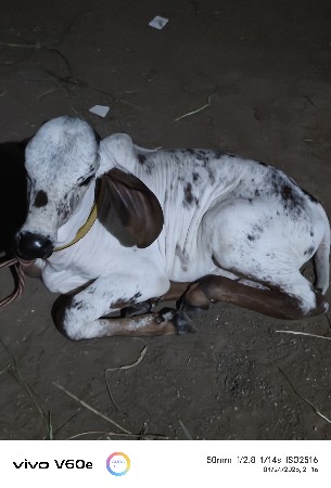 ગાય