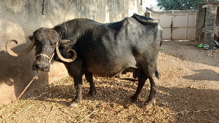 ભેંસ વેચવાની છે
