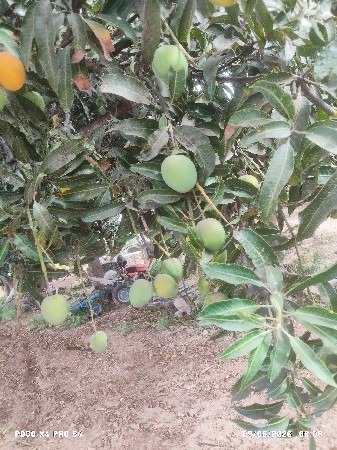 ઓર્ગેનિક દેશી કેરી વેચવાની છે.